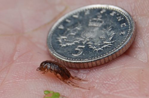 Canal History and Wildlife - Hog Louse