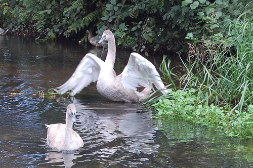 Canal History and Wildlife - Swans