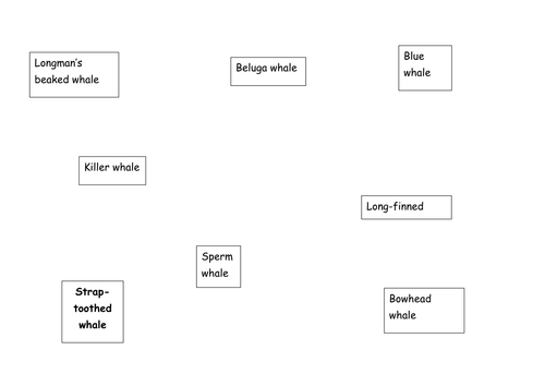 Identification Key of Whales