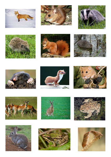 British wild animals | Teaching Resources