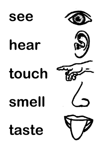 Five Senses Teaching Resources