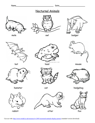 66  Nocturnal Animal Coloring Pages  Best HD