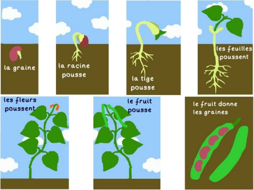 Growing A Bean Plant By Edpjrd Teaching Resources Tes