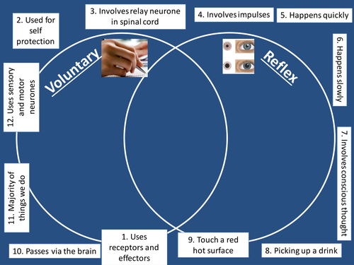 Voluntary v Reflex Responses