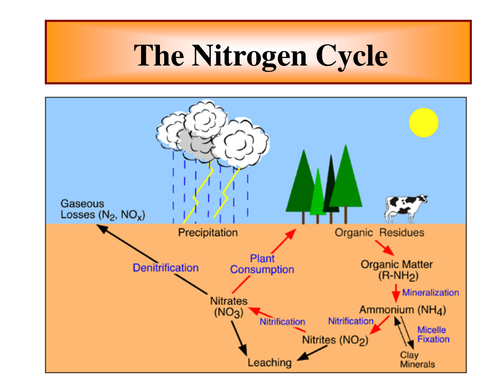 Nitrogen Cycle by dgreenwood64 | Teaching Resources sulfur cycle diagram explanation 