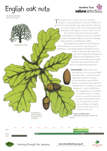 Sycamore - Collecting and Planting Seeds