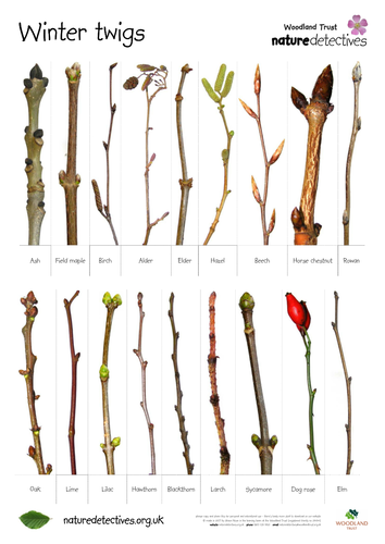 Sycamore - Twig Hunt Sheet