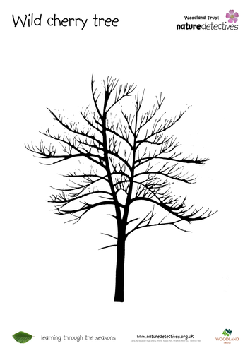 Trees - Tree Outlines