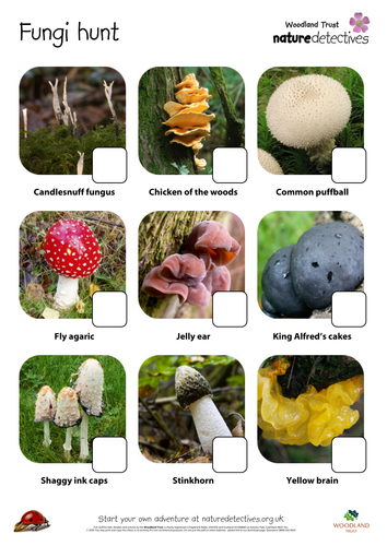 Yellow Brain - Fungi Hunt