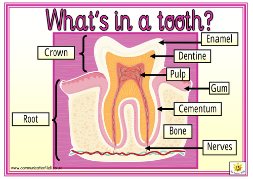 What's in a tooth? by bevevans22 - Teaching Resources - Tes