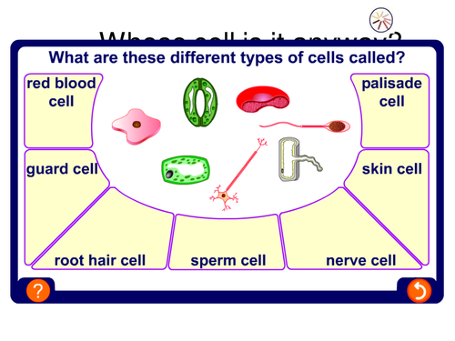 Cells tissues and organs | Teaching Resources