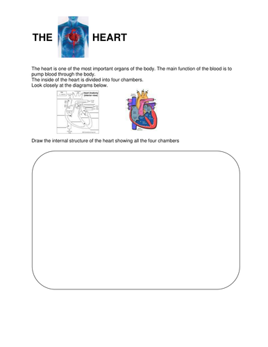 Organs of our body | Teaching Resources