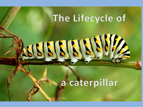 The life cycle of a caterpillar / butterfly | Teaching Resources