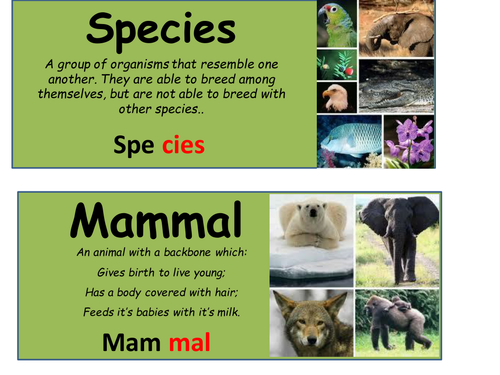 key words: feeding relationships & classification