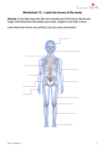 bones of the body worksheet