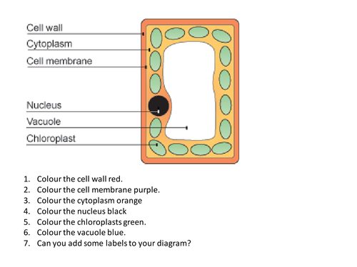 Plant Cell Sen Labelling Teaching Resources