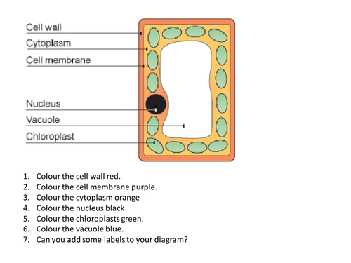 Plant Cell (SEN) Labelling | Teaching Resources