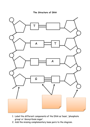 Printables Dna Structure Worksheet structure of dna by michael1989 teaching resources tes the docx