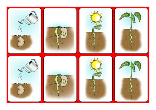 plant parts of pre k a a Bean symbols with Science  Sequencing by Growing