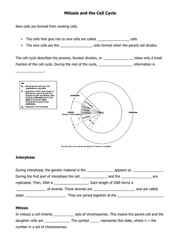 Mitosis And The Cell Cycle