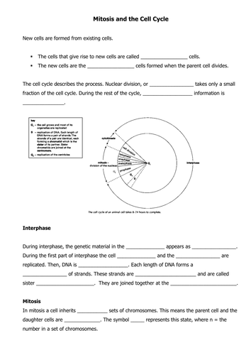 Printables The Cell Cycle Worksheet mitosis and the cell cycle worksheet versaldobip by canonuk teaching resources tes