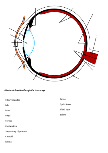 The Eye - diagram to label | Teaching Resources eye diagram to label printable 