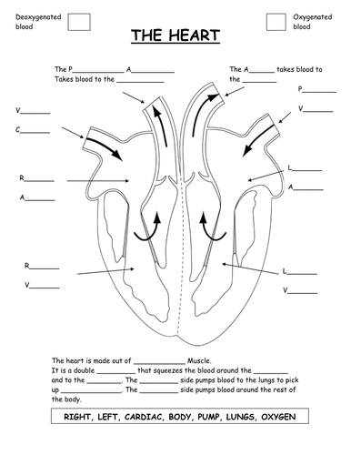 Parts of the heart diagram worksheet. | Teaching Resources
