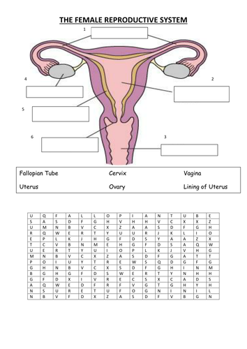 Ks3 Reproduction The Female Reproductive System By L Absalom Uk