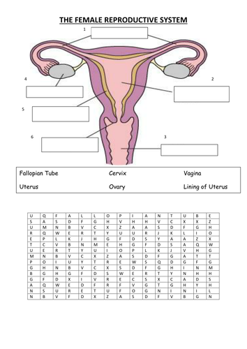 Ks3 Reproduction The Female Reproductive System By Labsalom Uk Teaching Resources Tes