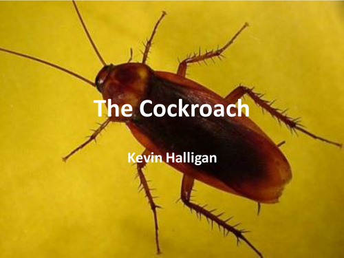 The Cockroach - Kevin Halligan