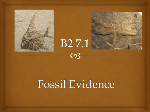 Using Fossil Evidence
