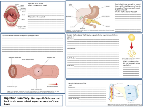 IGCSE Digestion learning mat