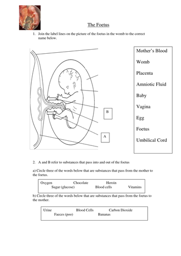 reproduction afl task