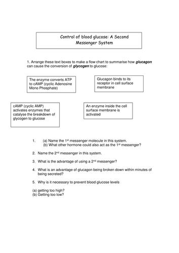 cAMP as a Second Messenger