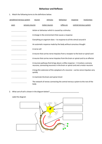 Behaviour and Reflexes