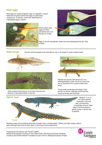 Amphibian and Reptile Identification Guides by ...