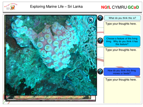 8. Animals and their environment
