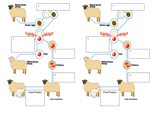 Cloning Animals Lesson