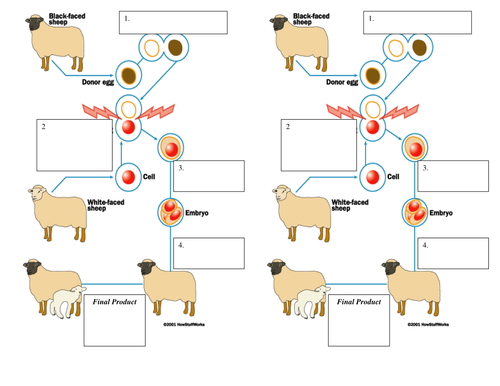 Cloning Animals Lesson | Teaching Resources