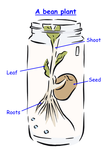 Label the bean plant