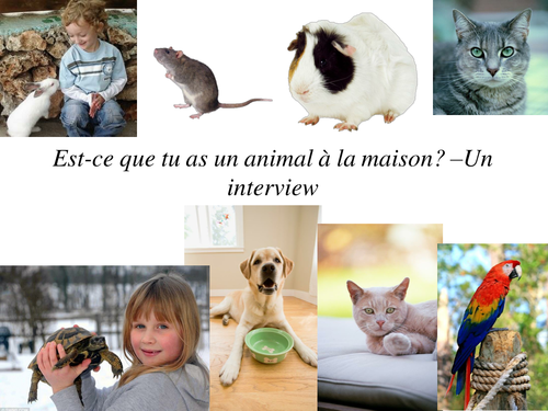 Interview about pets