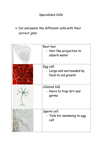 specialised cells