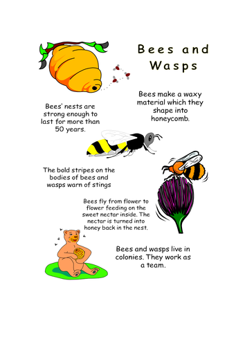 Bees and Wasps Poster | Teaching Resources