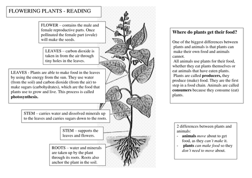 Green plants worksheet