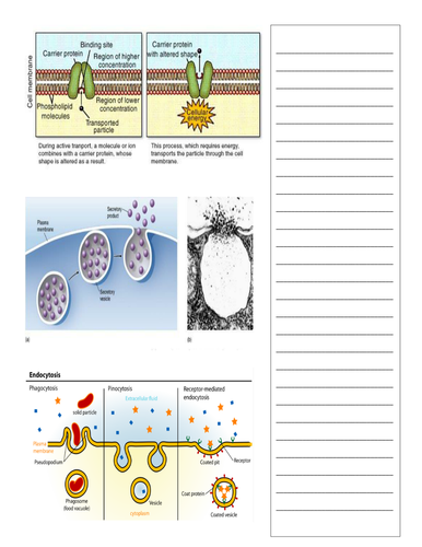 Active Transport worksheet to go with Power Point