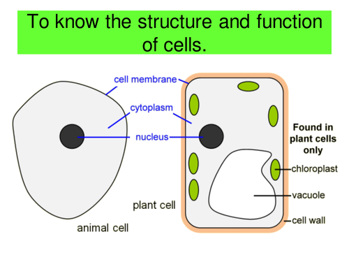 a cell animal worksheet typical Plant Teaching Resources  lrcathcart by cells animal  Vs