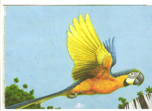 Rainforest animals - The parrot