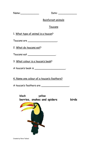 Rainforest animals - The Toucan