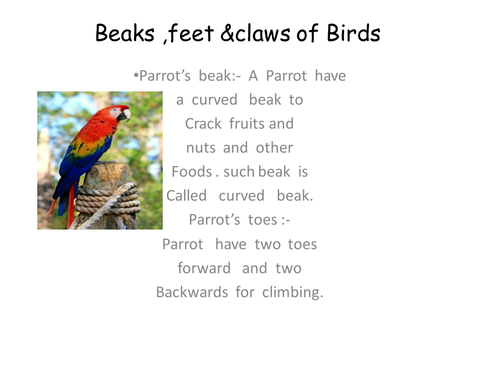 Birds - Types of Feet & Beaks