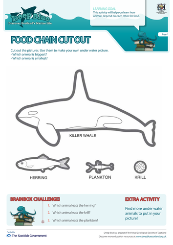 Marine Food Chain Resources Teaching Resources